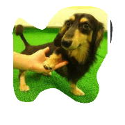 MINIATUREDACHS MINIATUREDACHS