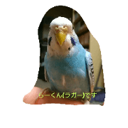 I'm be into Budgerigar