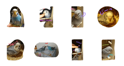 I'm be into Budgerigar