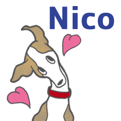 Nico the whippet