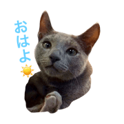 AOkun the russianblue 1 <Baby ver.> AOkun the russianblue 1 <Baby ver.>