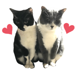 maple_20210407135742