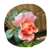 Wisper of Flower Wisper of Flower