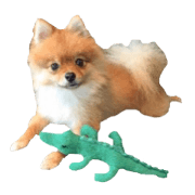 Cute Small Pomeranian 2