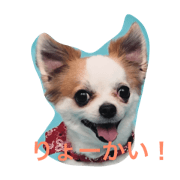 Milk of a pretty chihuahua Milk of a pretty chihuahua