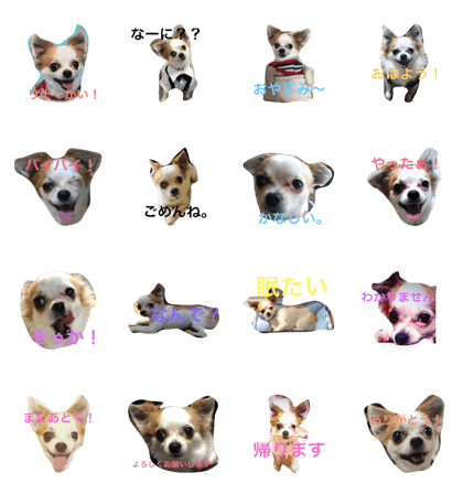 Milk of a pretty chihuahua Milk of a pretty chihuahua