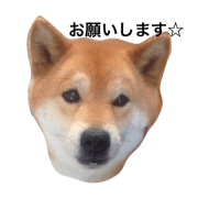 shibainu kota2