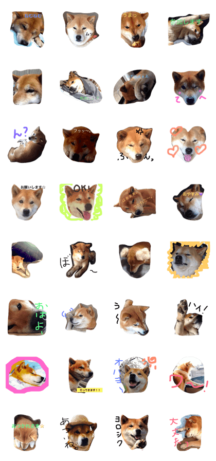 shibainu kota2