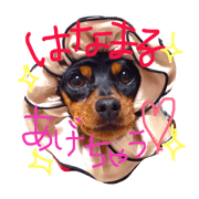 Lovely Miniature Pinscher Sisters