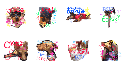 Lovely Miniature Pinscher Sisters