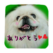 Pekinese Tono & Kona with U