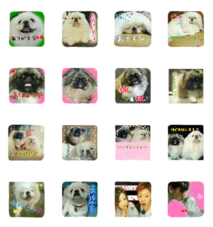 Pekinese Tono & Kona with U