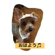I LOVE Yorkshireterrier
