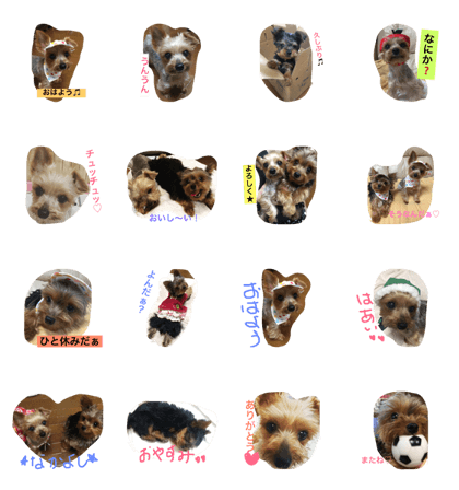 I LOVE Yorkshireterrier