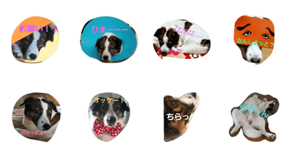 my dog koro