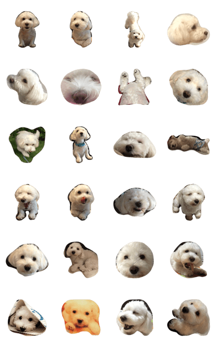Moco the Dog