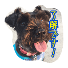 Miniature Schnauzer HANNA