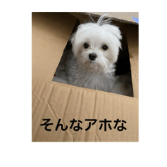 My pet, My family, Mochi