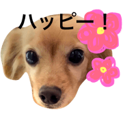 uchinokarin