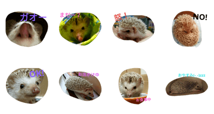 HedgehogHAPPY