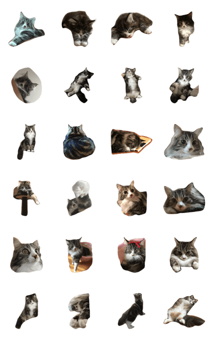 ourcat