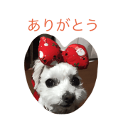 Maltese maru-chan