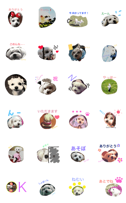 Maltese maru-chan