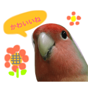 bird CANDY