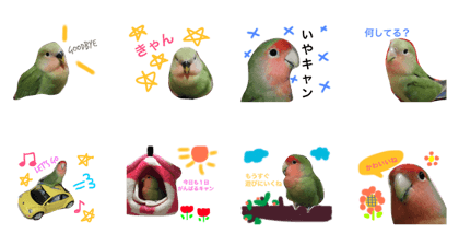 bird CANDY