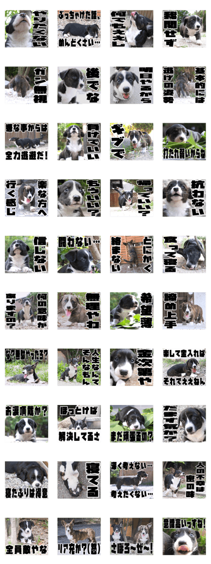 MIEDOG Welsh Corgi Cardigan sticker 23