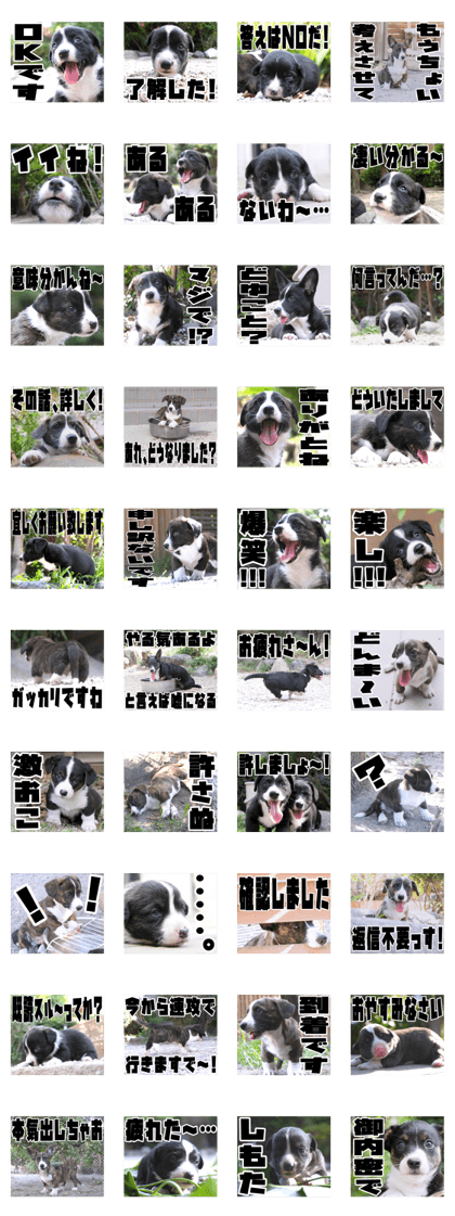 MIEDOG Welsh Corgi Cardigan sticker 22