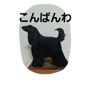 afughanhound4