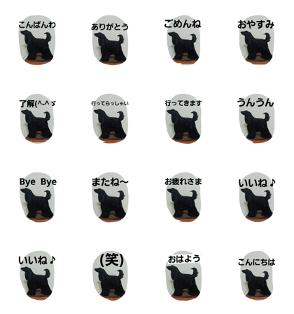afughanhound4