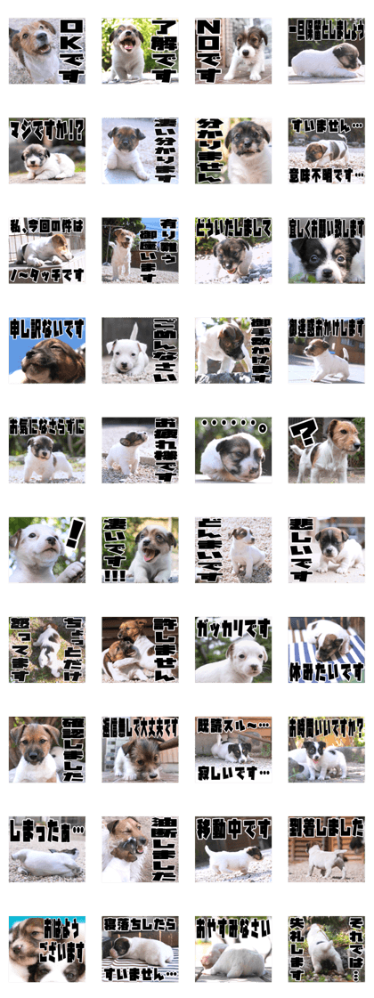 MIEDOG Jack Russell terrier sticker 38