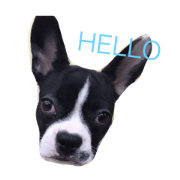 Bulli