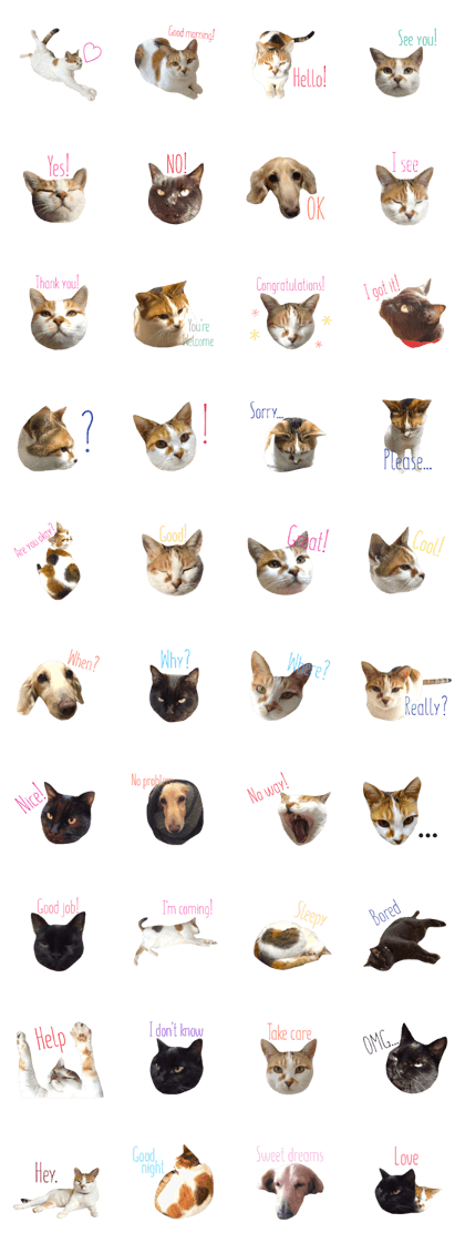 cats and dog useful phrases