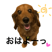 dachshundjulie