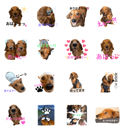 dachshundjulie