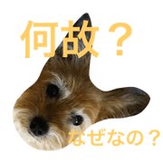 Dog named JIGEN