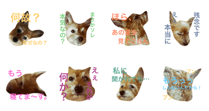 Dog named JIGEN