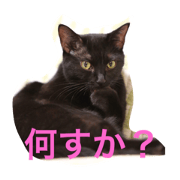 blackcat guri