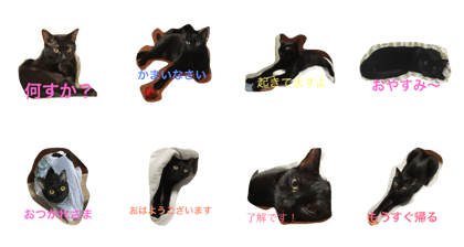 blackcat guri