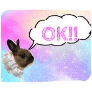 lapin friends