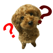poodle tyao