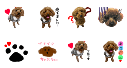 poodle tyao
