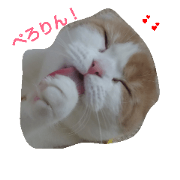 Scottish fold Sticker2