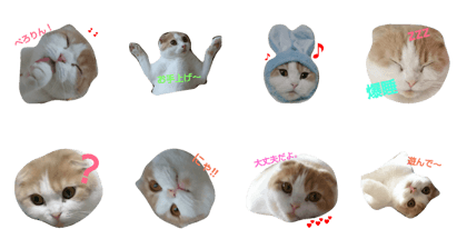 Scottish fold Sticker2