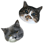 Fuu&Tabii sticker