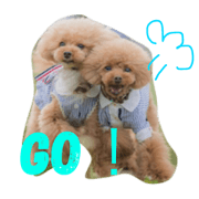 guriguraPoodle