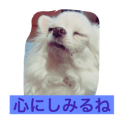Chihuahua Monologues